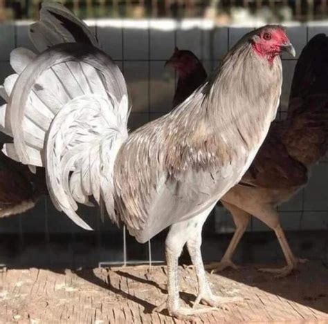 Miner Blue Gamefowl: All You Need to Know.